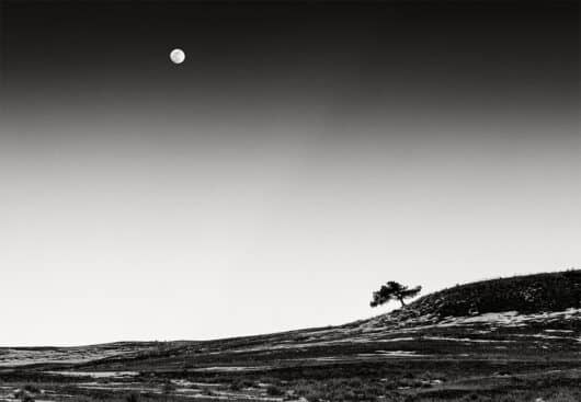 Lone Tree and Moon, Montana 2024