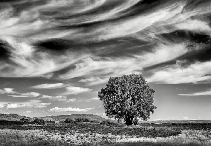 Farmland and a Single Tree, Montana 2015