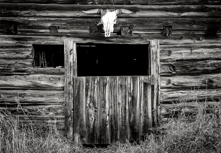 Cow Skull, Montana 2018